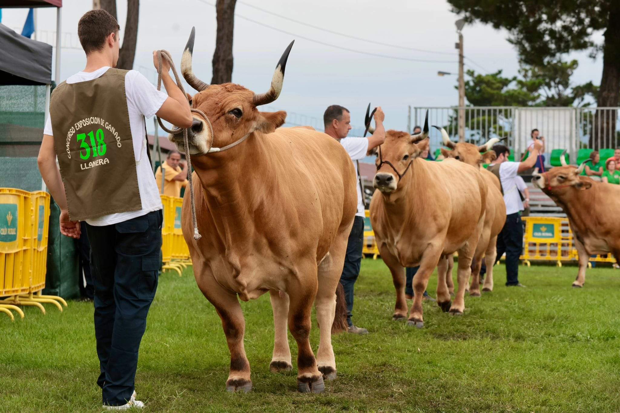 Concurso-Exposición
