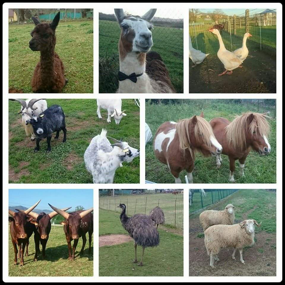Collage de animales del zoo de Tuernes
