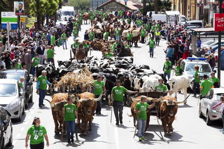 Bueyes en la Feria de San Isidro