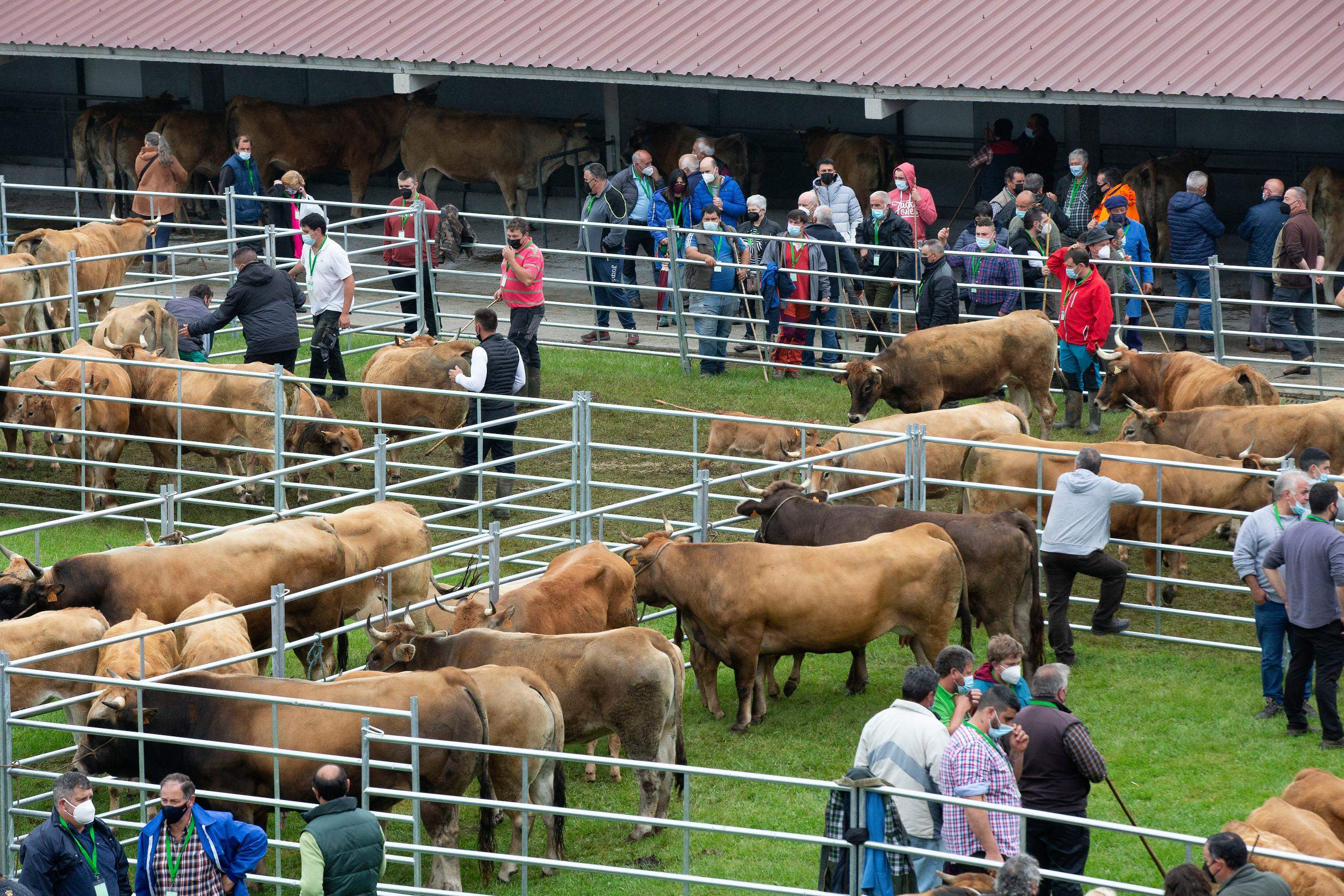 Feria de Ganado de San Isidro